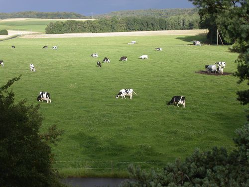 Vaches.jpeg