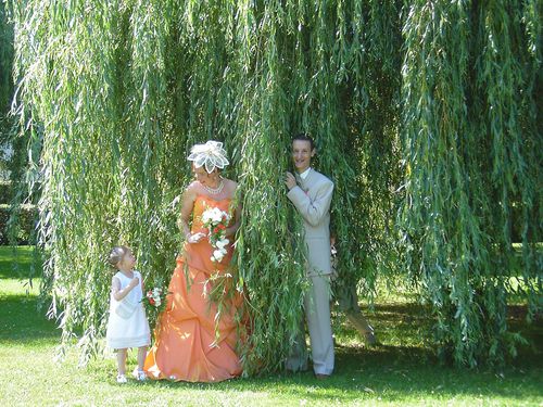 parccacherdansl-arbre.JPG