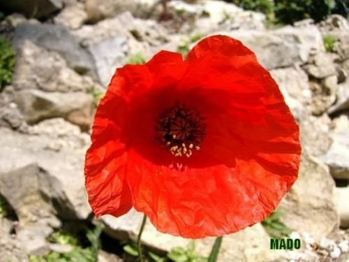 samedi 6 aout Coquelicot_2
