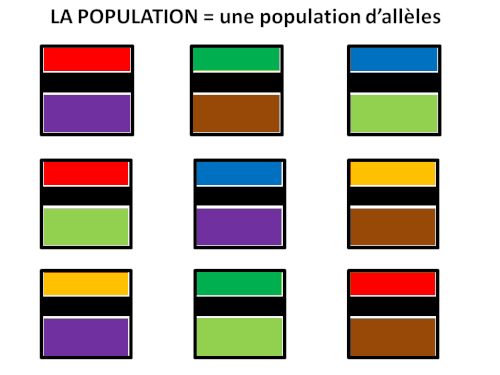 4 Population