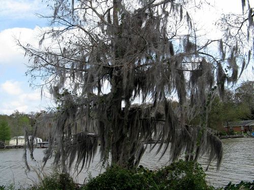 03-mars-2008-La-Louisiane-2.JPG