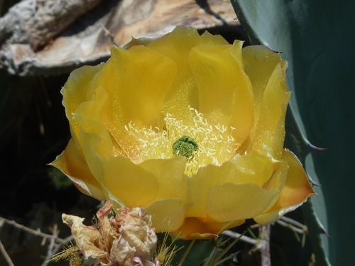 Sormiou fleur de cactus