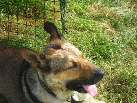 FARCO - malinois 9 ans - (7 ans de refuge) et sa trste histoire (procès de son ex maitre et jugament reporté en janvier 2015) Refuge de Ponthieu Marquenterre (80) 10A0-C.--FARCO-.P0311
