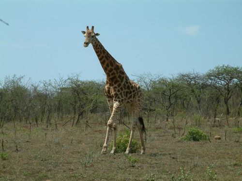girafe grand