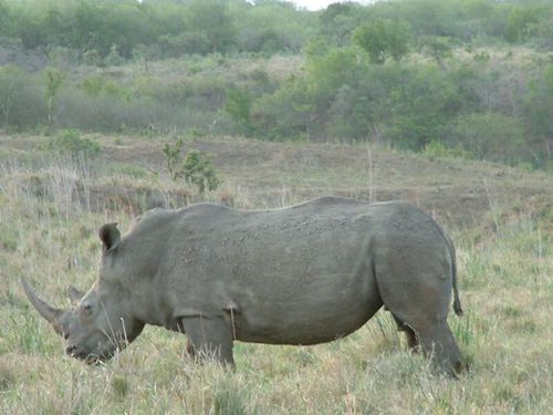 rhino2 grand