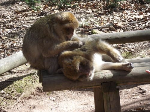 singes-2.JPG