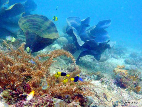 Eponges-coraux