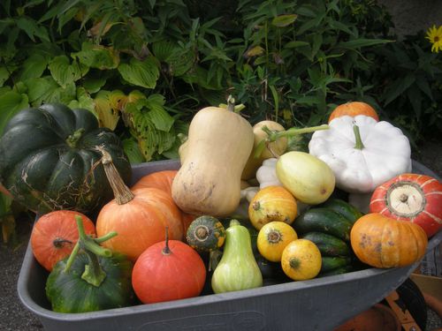 ANNIVERSAIRES FILLES- COURGES 008