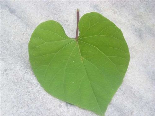 feuilles-coeur-2.jpg