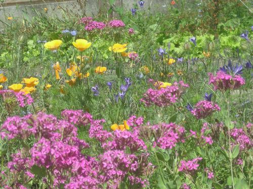 jardin juin 2010 001