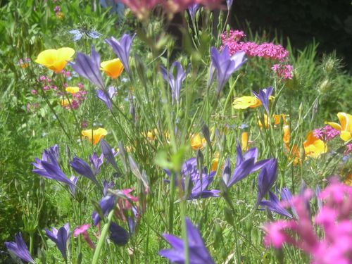 jardin juin 2010 004