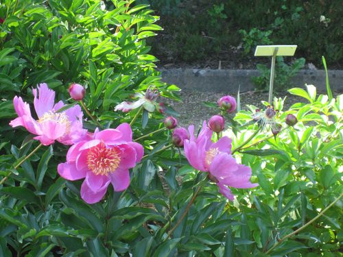 pivoines