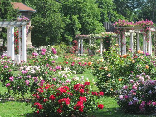 roseraie concours