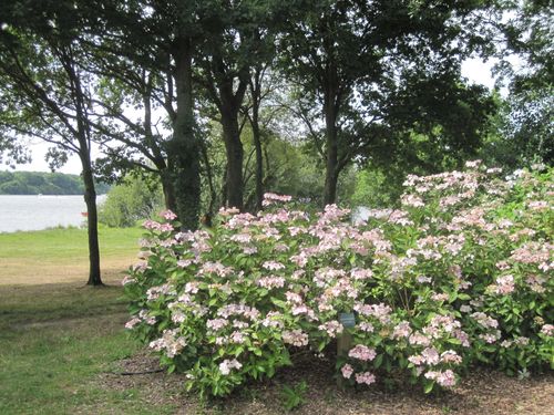 hortensias (16)