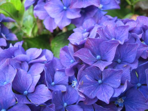 hortensias (40)
