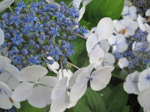hortensias (51)