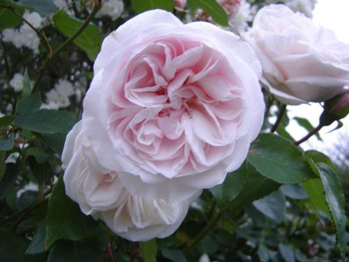 roses-anciennes-chiffons.jpg