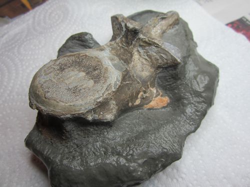 fossiles-du-muschelkalk-lorrain-7044.jpg