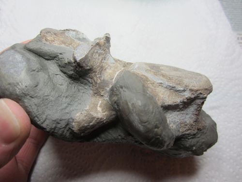 fossiles-du-muschelkalk-lorrain-7051.jpg