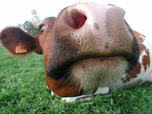 vache4