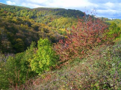 foret-blaizac-ajoux-ardeche.JPG