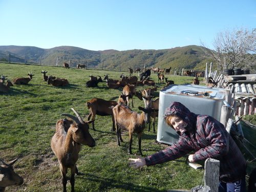 louka-biquette-chevre-blaizac.JPG