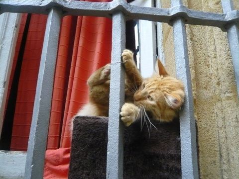 chat-cat-aix-game.JPG
