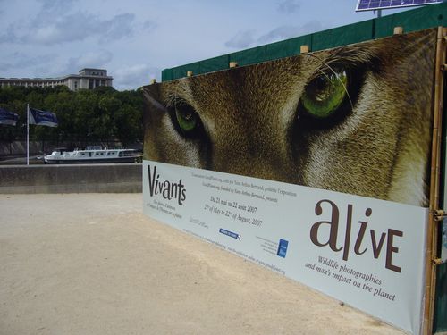 lion-paris-alive.jpg