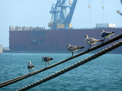 seagull-mouette-mexico.JPG