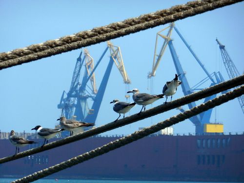veracruz-seagull-mouette.JPG