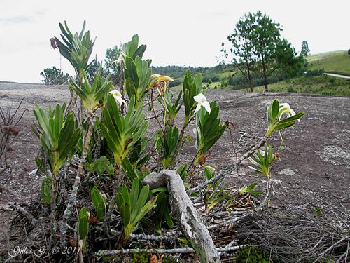 6 Ankazomivady - Angraecum sororium