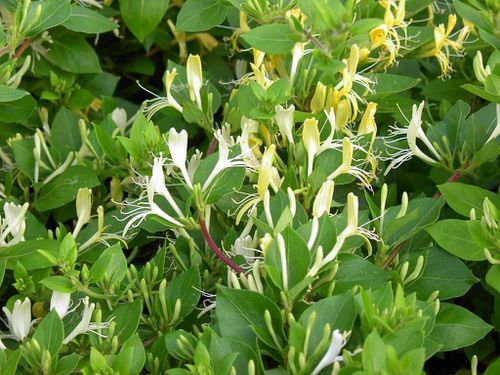 1072-lonicera-japonica-halliana.jpg