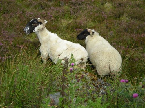 2013.06.24-mouton-ecosse-highlands.jpg