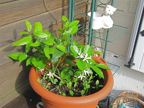 JARDIN-NOUVEAU-01 0149
