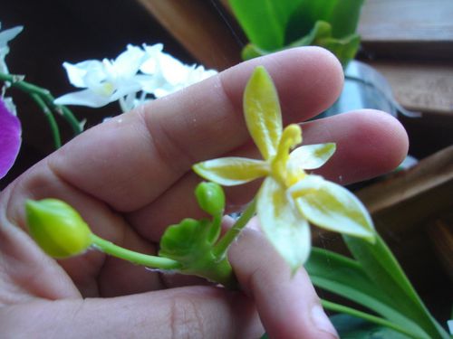 phalaenopsis-cornu-cervi-flava.JPG