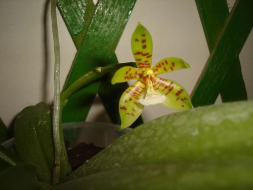 phalaenopsis-cornu-cervi.JPG