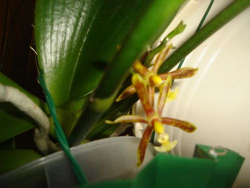 phalaenopsis-manii.JPG