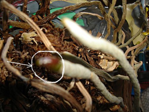 racines-pourries-d-un-phalaenopsis.jpg
