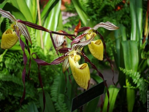 galerie-membre,fleur-orchidee,orchidees-a-tetes-d-hommes