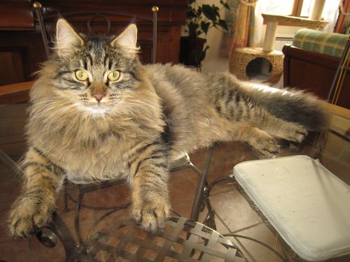 FLOYD