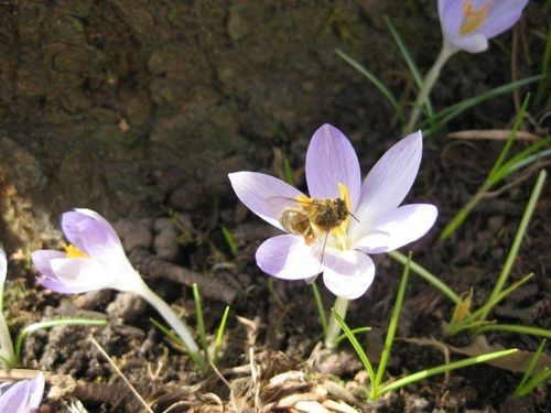 Mars 18 2010 Hellebores, Crocus et abeilles 005