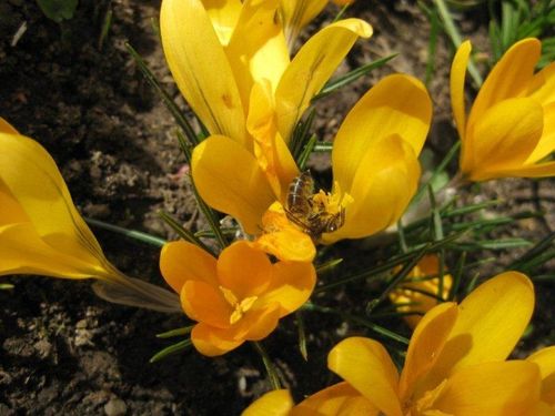 Mars 18 2010 Hellebores, Crocus et abeilles 009