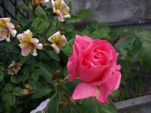 P5011393