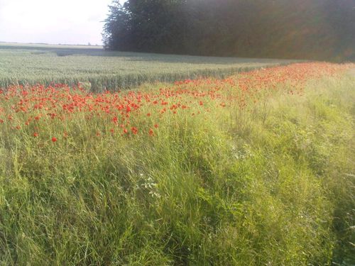 ChampCoquelicot01
