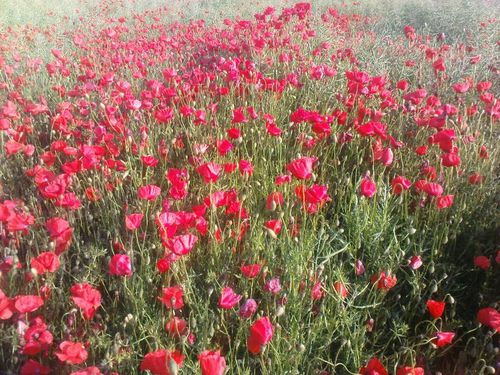 ChampCoquelicot02