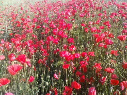 ChampCoquelicot04