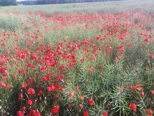 ChampCoquelicot05