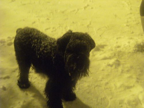 sal-bonne-annee-neige-013.JPG