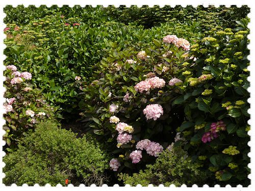 600-hortensias.jpg