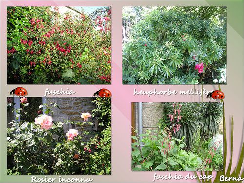 image-juillet-pour-blog.jpg